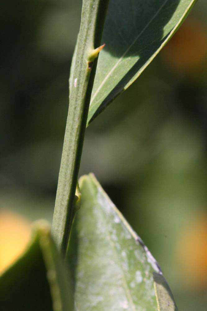                  First year twig (Precoce de Valence, Riverside, CA)       